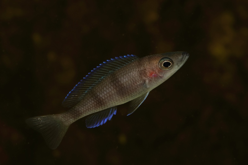 Paracyprichromis sp. 'ammelrooyi' Ikola